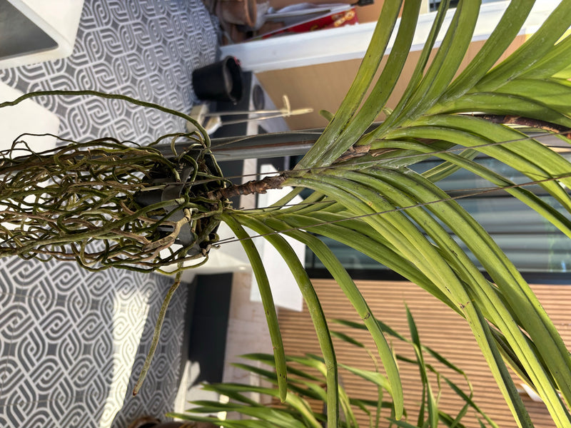 Vanda-Orchidee — Bild 2