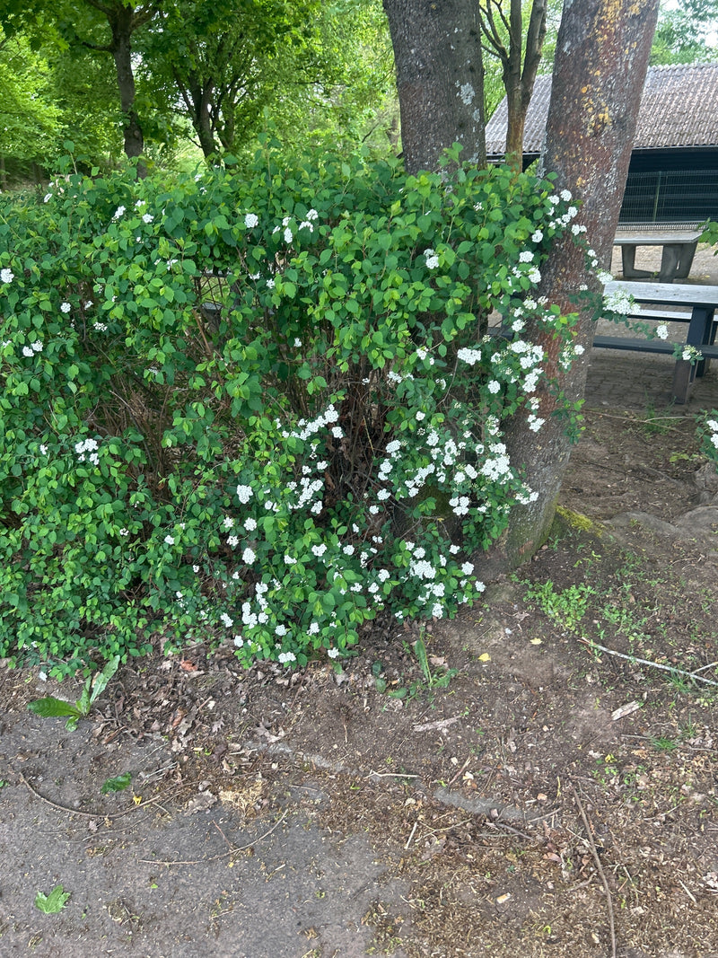 Das Bild zeigt einen großen, grün belaubten Vanhoutte-Spierstrauch mit vielen weißen Blüten. Er steht im Freien vor einem großen Baum.