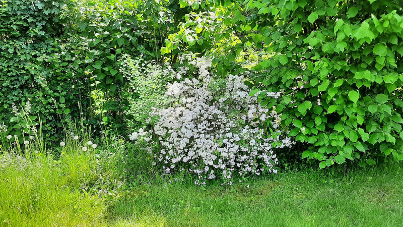 Das Bild zeigt einen reich blühenden Vanhoutte-Spierstrauch mit dichten, weißen Blütenständen. Er steht vor einer grünen Hecke und am Rand einer Rasenfläche.