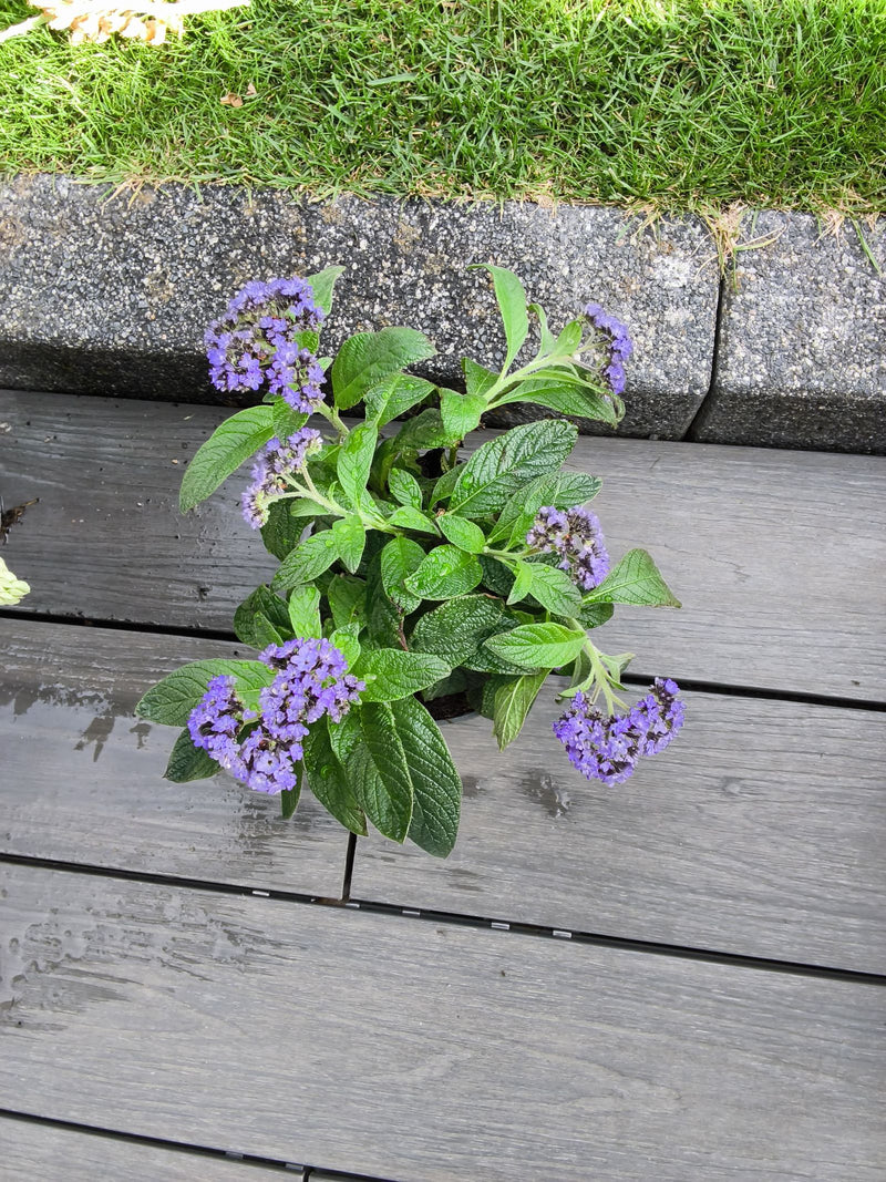 Vanilleblume — Bild 1