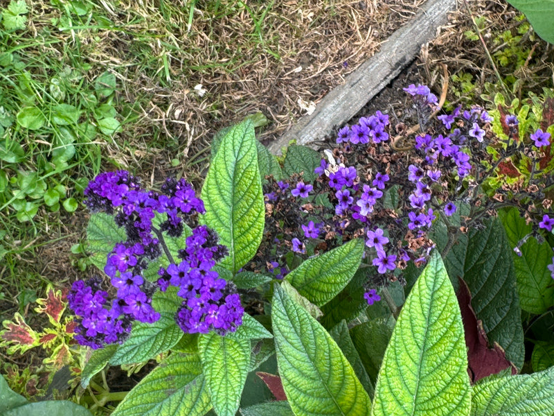 Eine blühende Vanilleblume mit leuchtend violetten Blütenständen und runzeligen grünen Blättern in einem Beet.