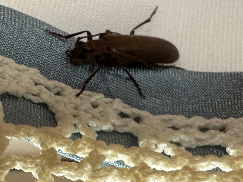 Veränderlicher Scheibenbock — Bild 2