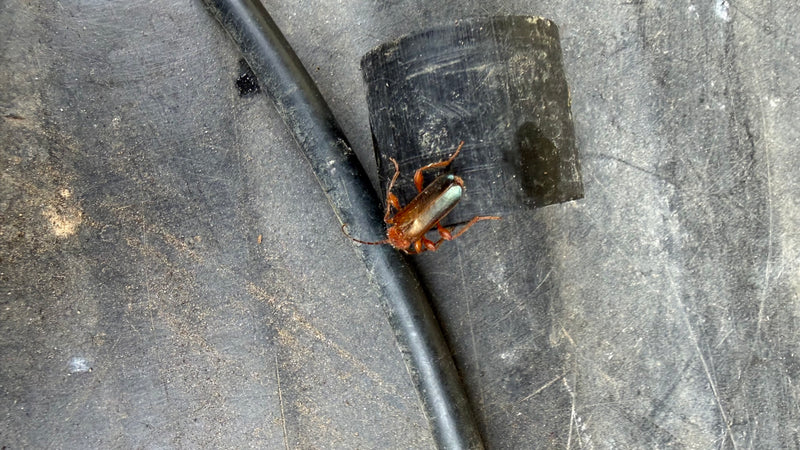 Veränderlicher Scheibenbock — Bild 3