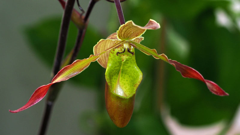 Venustums Frauenschuh — Bild 1 von 1