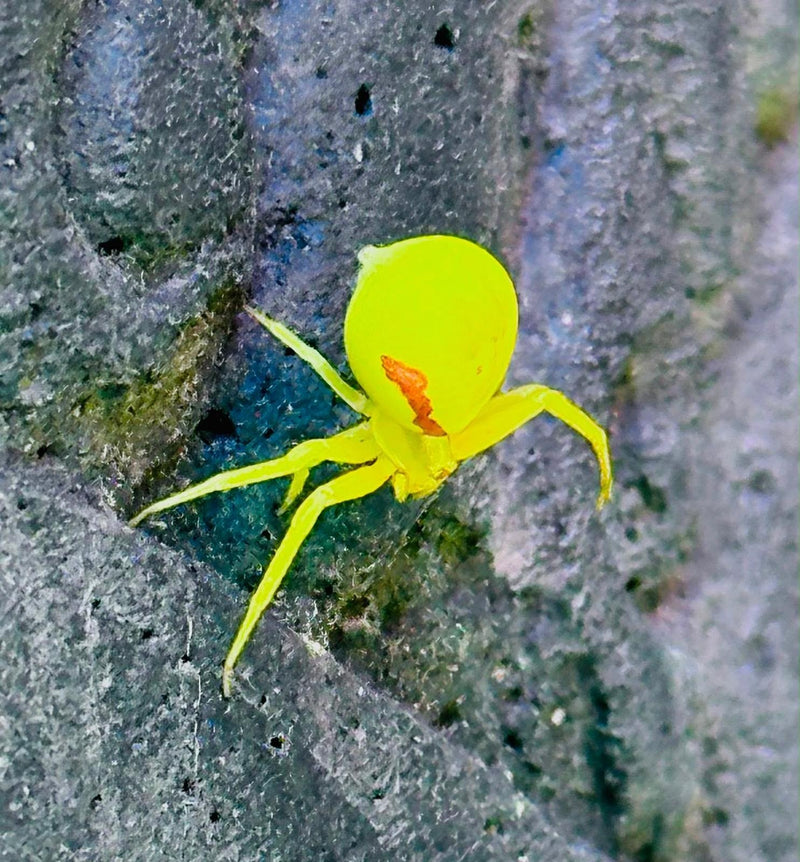 Veränderliche Krabbenspinne — Bild 3