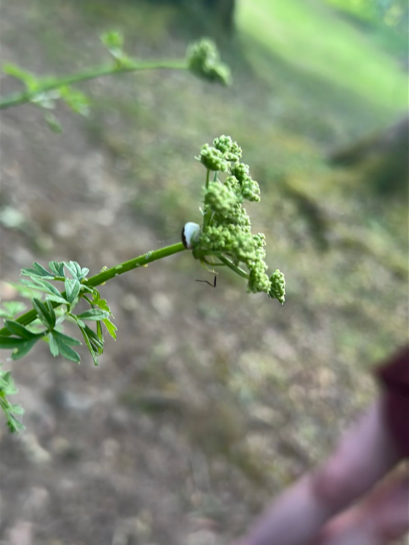 Veränderliche Krabbenspinne — Bild 5