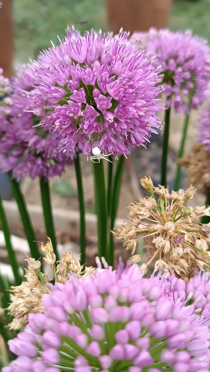 Veränderliche Krabbenspinne — Bild 4
