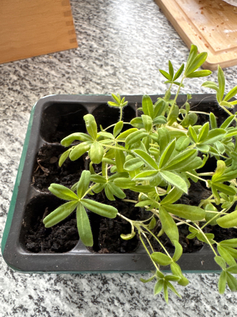 Zu sehen ist eine junge Vielblättrige Lupine mit typischen gefingerten Blättern in einer schwarzen Anzuchtpalette. Die Pflanze steht auf dunkler Anzuchterde.