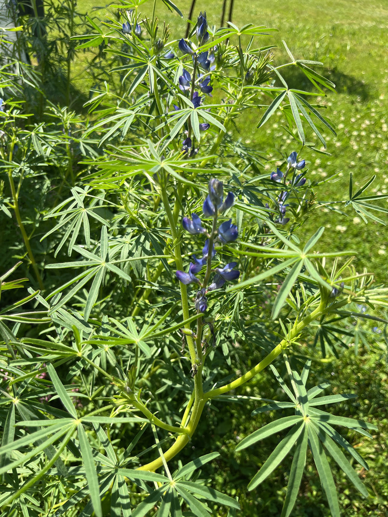Zu sehen ist eine Vielblättrige Lupine mit ihren typischen gefingerten Blättern und blauen Blütenständen vor einer grünen Wiese. Die Pflanze steht im Freien ...