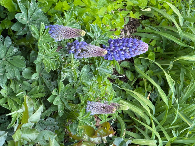 Das Foto zeigt blühende Exemplare der Vielblättrigen Lupine mit charakteristischen blauen Blütenkerzen und handförmig gefingerten Blättern. Sie wachsen inmit...