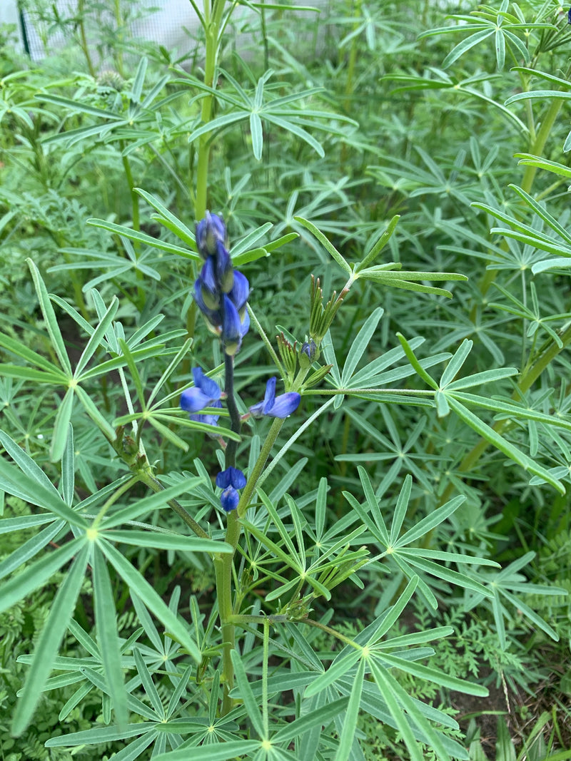 Das Bild zeigt eine Vielblättrige Lupine mit charakteristischen blauen Blütenständen und gefingerten Blättern. Sie wächst inmitten von Grün in einer natürlic...