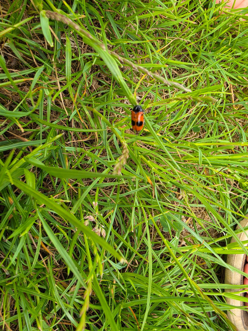 Vierpunkt-Käfer — Bild 3