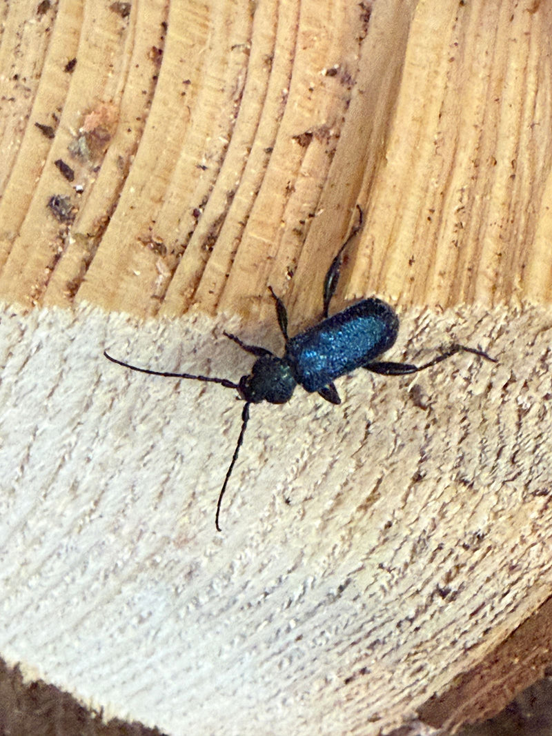 Ein Blauer Scheibenbock sitzt auf der Schnittfläche eines hellen Holzstamms. Der Käfer zeigt seine charakteristische metallisch blaue Färbung und lange Fühler.