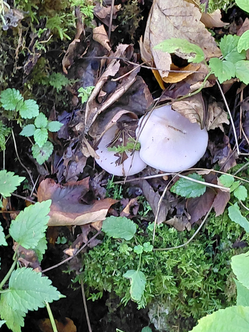 Zwei Fruchtkörper des Violetten Rötelritterlings wachsen zwischen herabgefallenen Blättern und Moos am Waldboden.