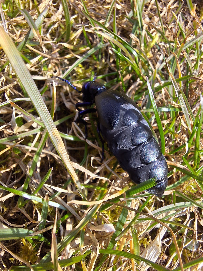 Violetter Ölkäfer — Bild 3