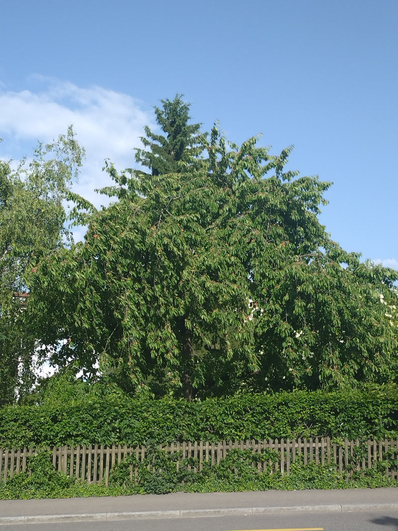 Vogel-Kirsche — Bild 1