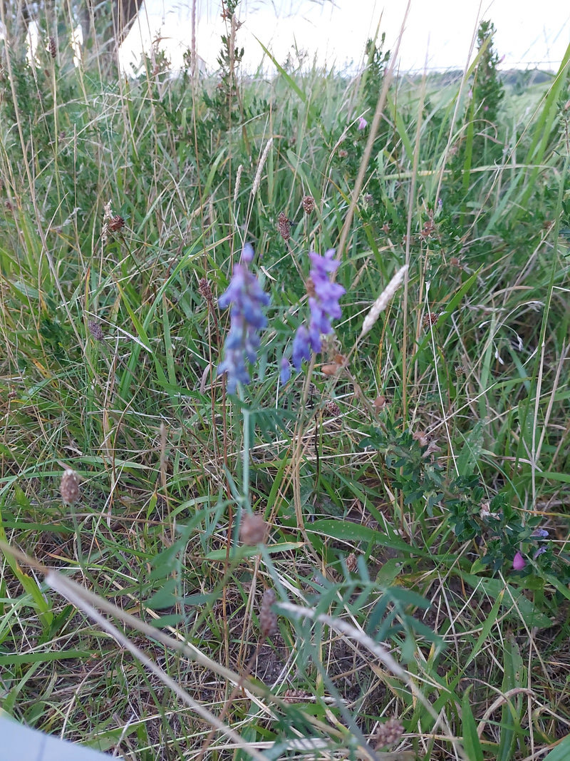 Vogel-Wicke — Bild 5