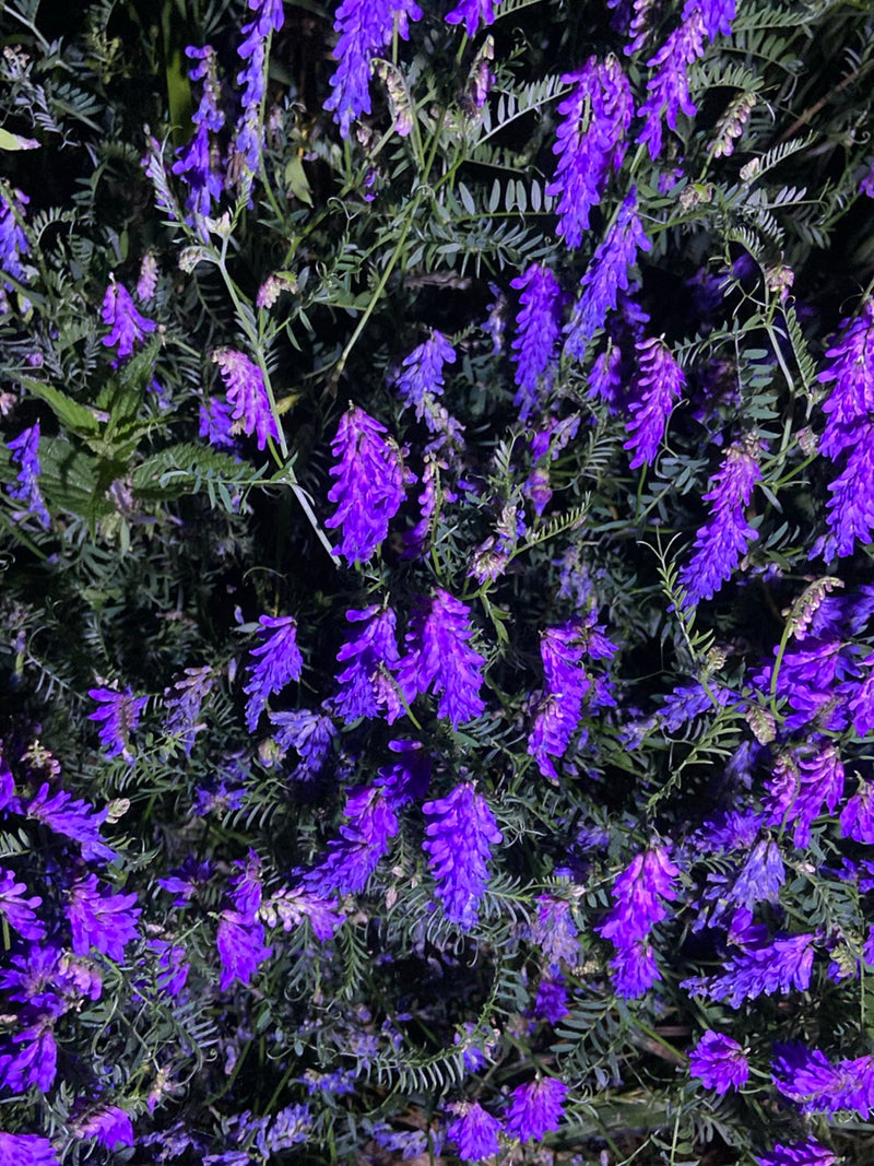 Vogel-Wicke — Bild 1