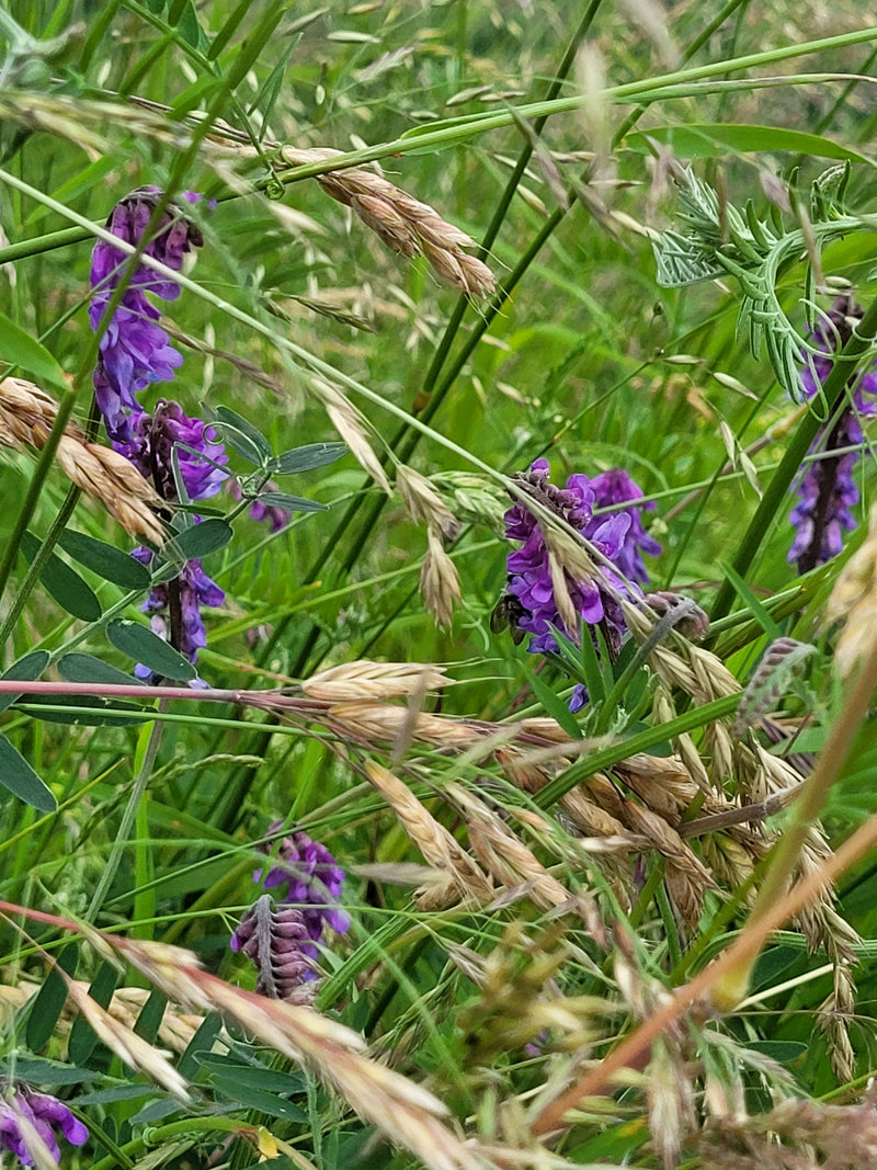 Vogel-Wicke — Bild 4