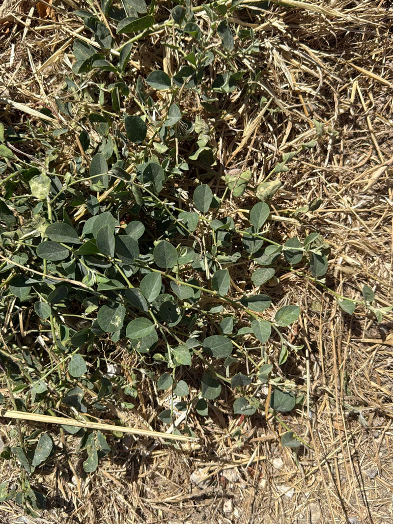 Vogelknöterich — Bild 2