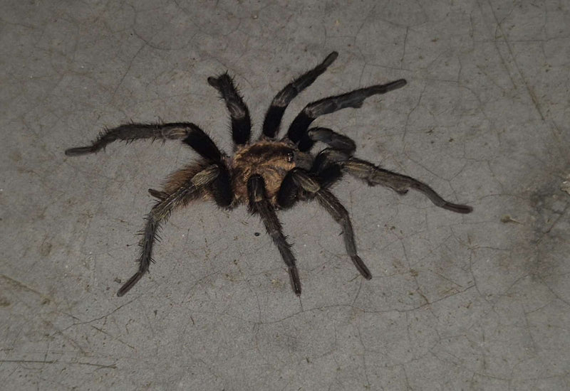 Vogelspinne — Bild 1