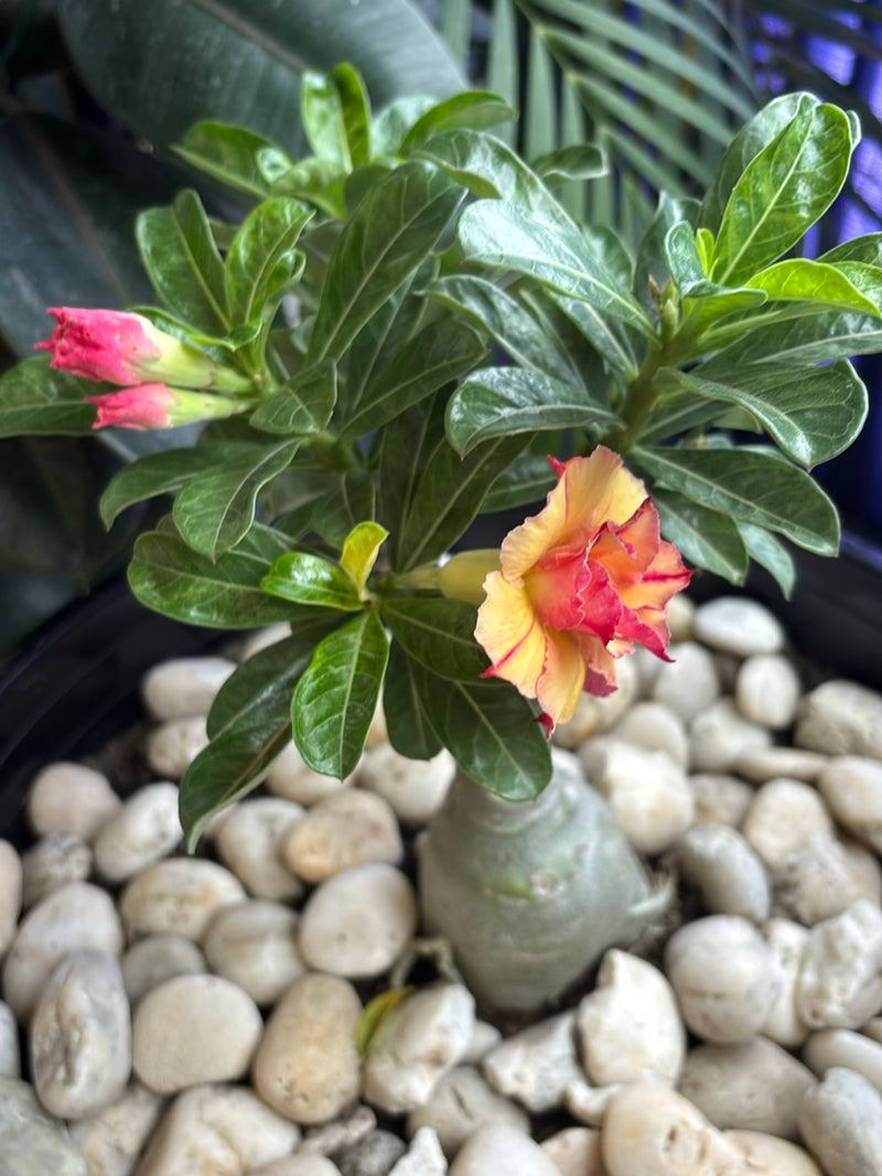 Wuestenrose — Bild 4
