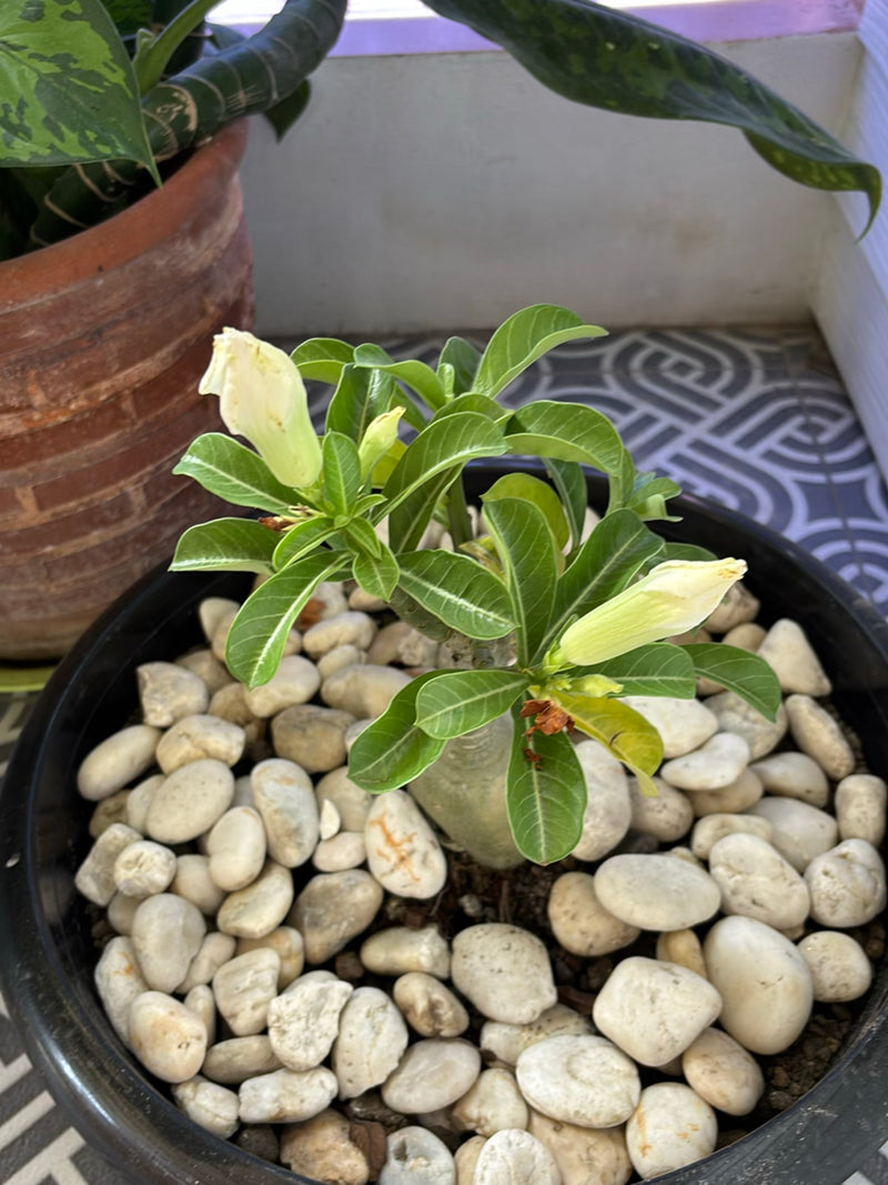 Wuestenrose — Bild 2