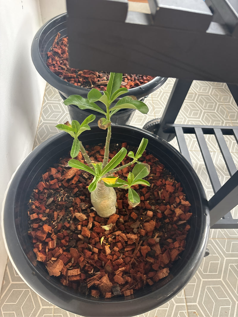 Wuestenrose — Bild 3