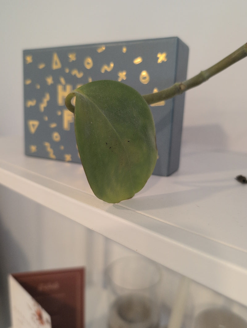 Wachsblume — Bild 2