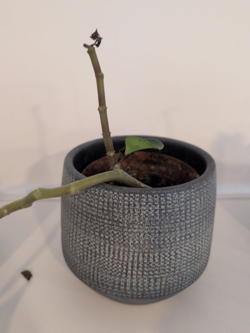 Wachsblume  Silberkraft