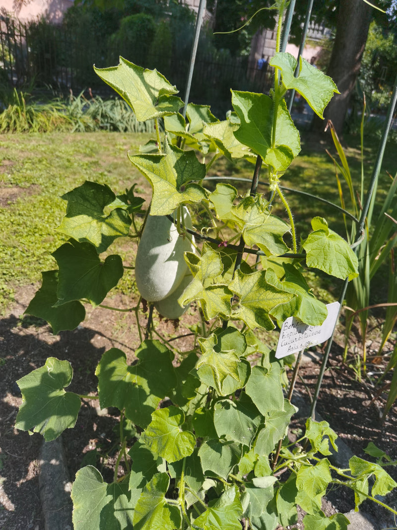 Wachskürbis — Bild 2