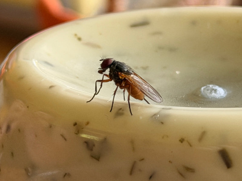 Eine Gemeine Stechfliege sitzt auf einer glatten, hellen Oberfläche. Das Insekt ist seitlich zu sehen und gut erkennbar.