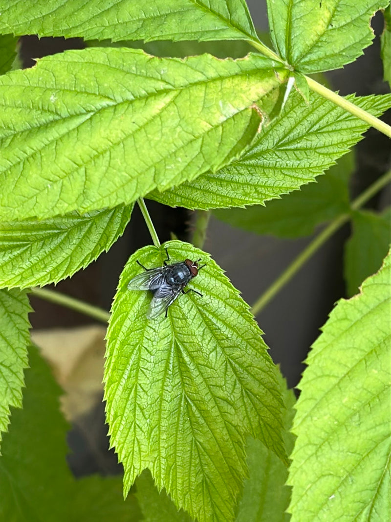 Gemeine Stechfliege — Bild 2