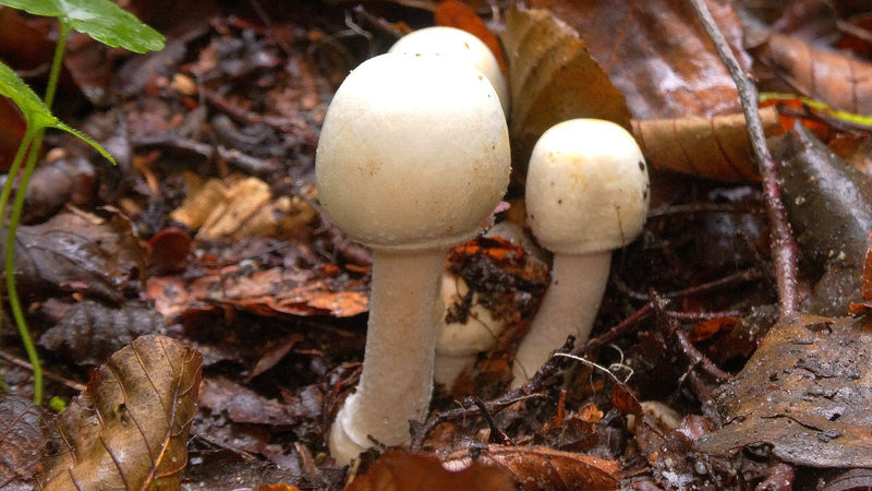 Wald-Anis-Champignon — Bild 1 von 1
