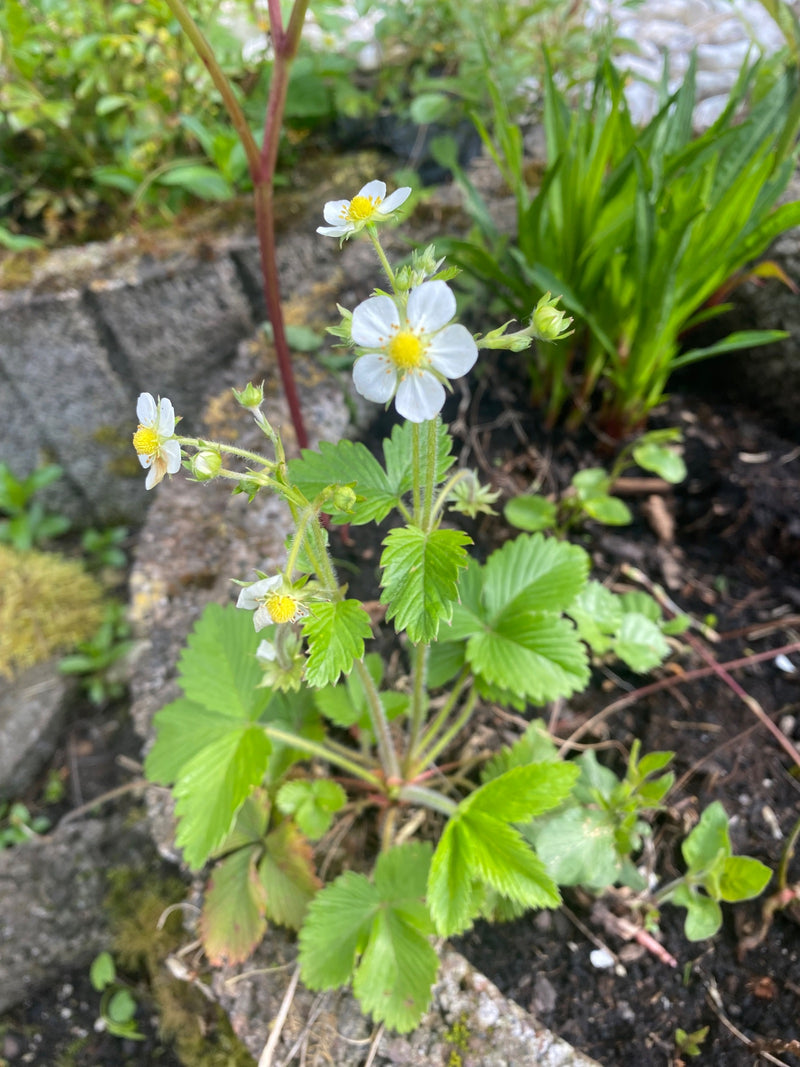 Erdbeeren — Bild 4