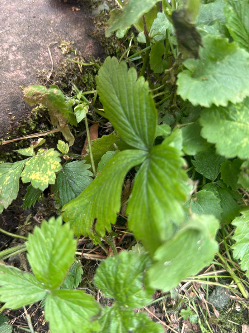 Erdbeeren — Bild 2