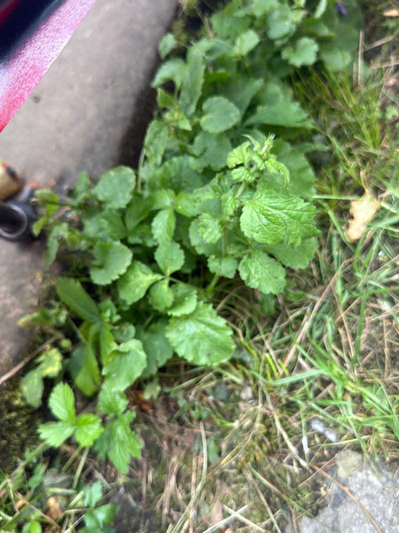 Erdbeeren — Bild 3