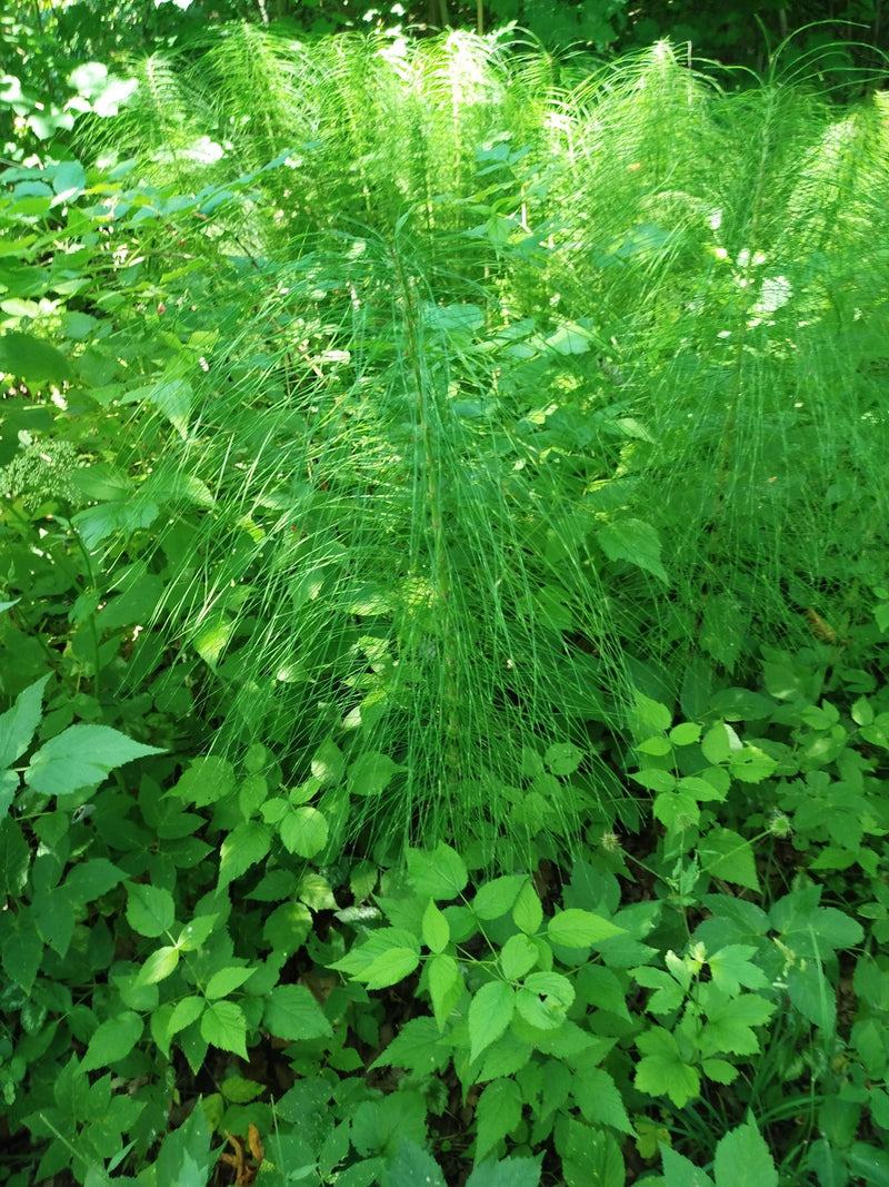 Wald-Schachtelhalm — Bild 1 von 9