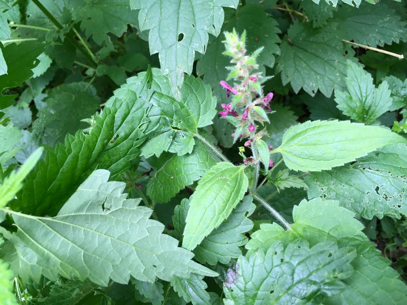 Wald-Ziest — Bild 2