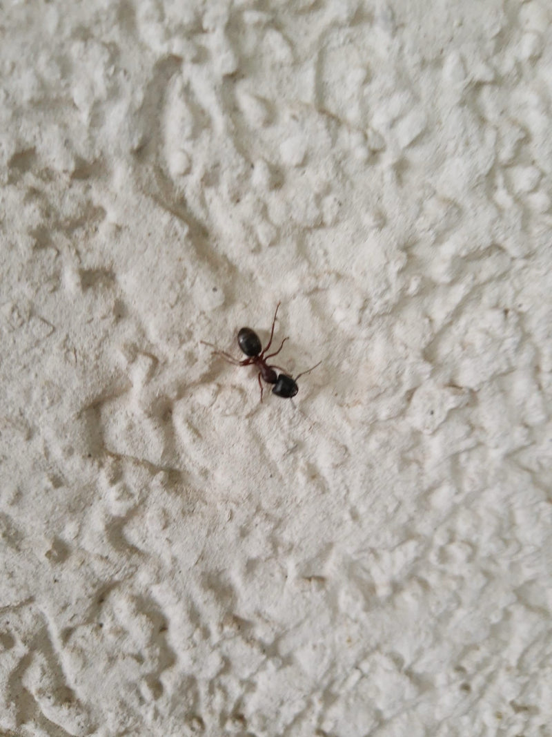 Waldameise (Gattung) — Bild 5