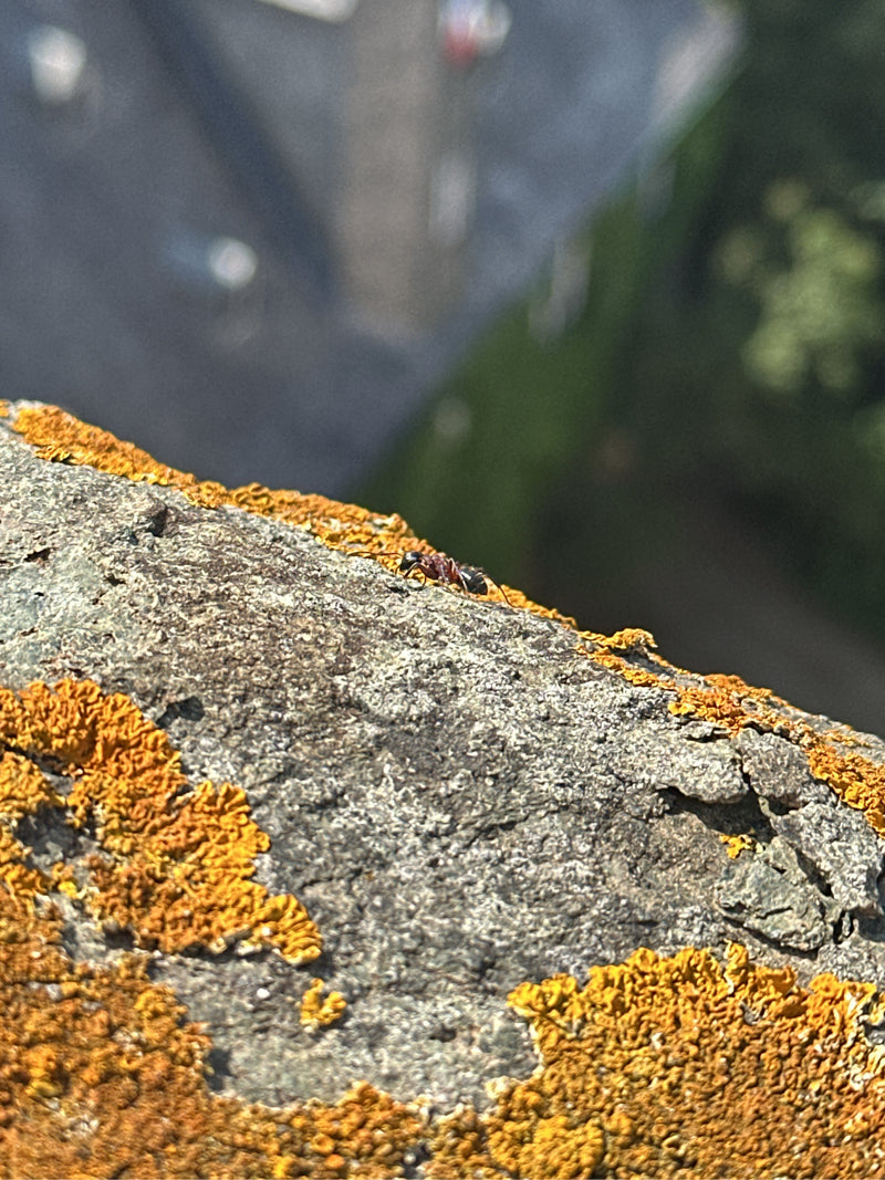 Waldameise (Gattung) — Bild 3