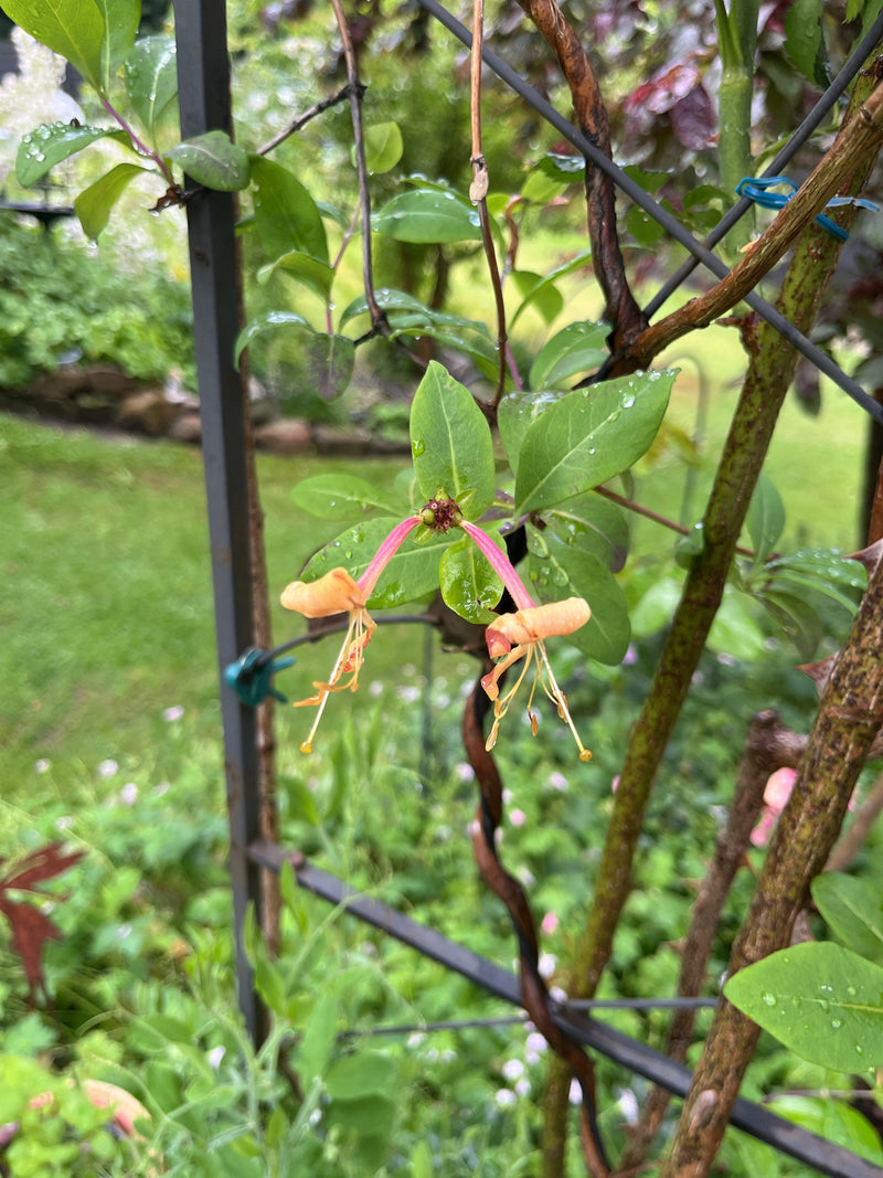 Geissblatt — Bild 4
