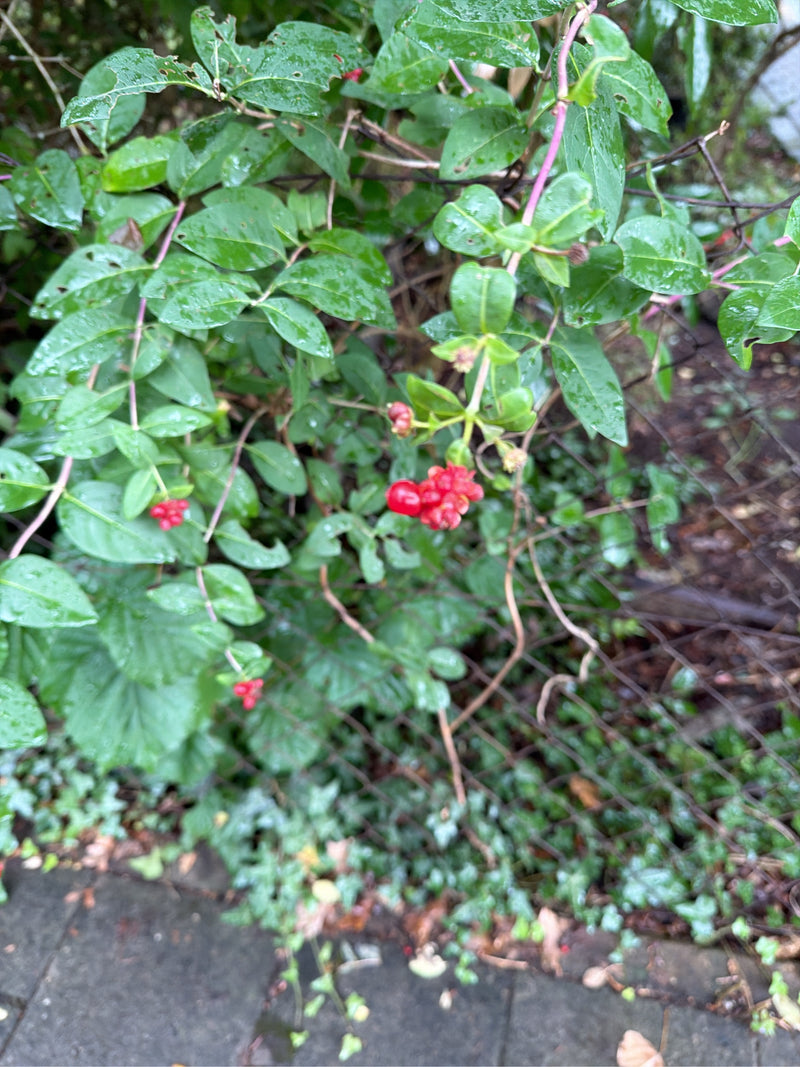 Geissblatt — Bild 4