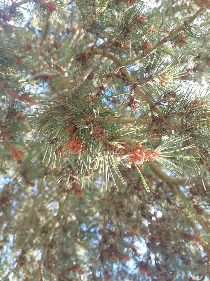 Waldkiefer — Bild 5
