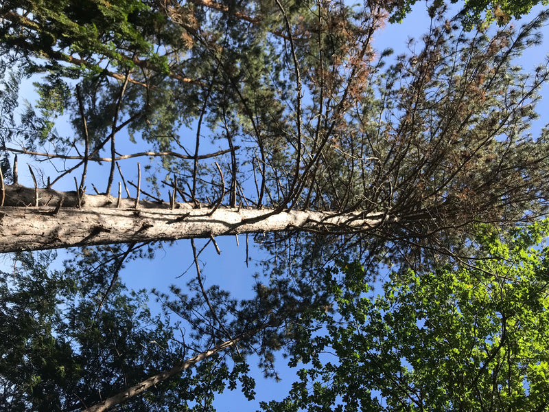 Zu sehen ist der Stamm und die Krone einer Waldkiefer aus der Froschperspektive gegen den blauen Himmel. Die charakteristischen Äste und Nadeln sind deutlich...