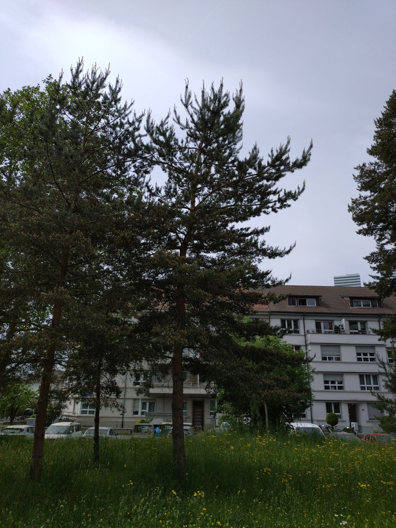 Waldkiefer — Bild 5