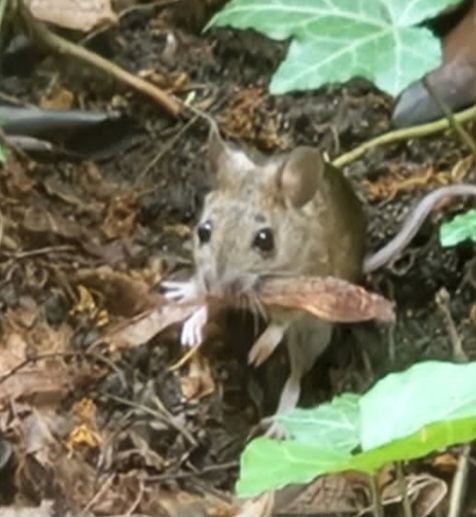 Waldmaus — Bild 2
