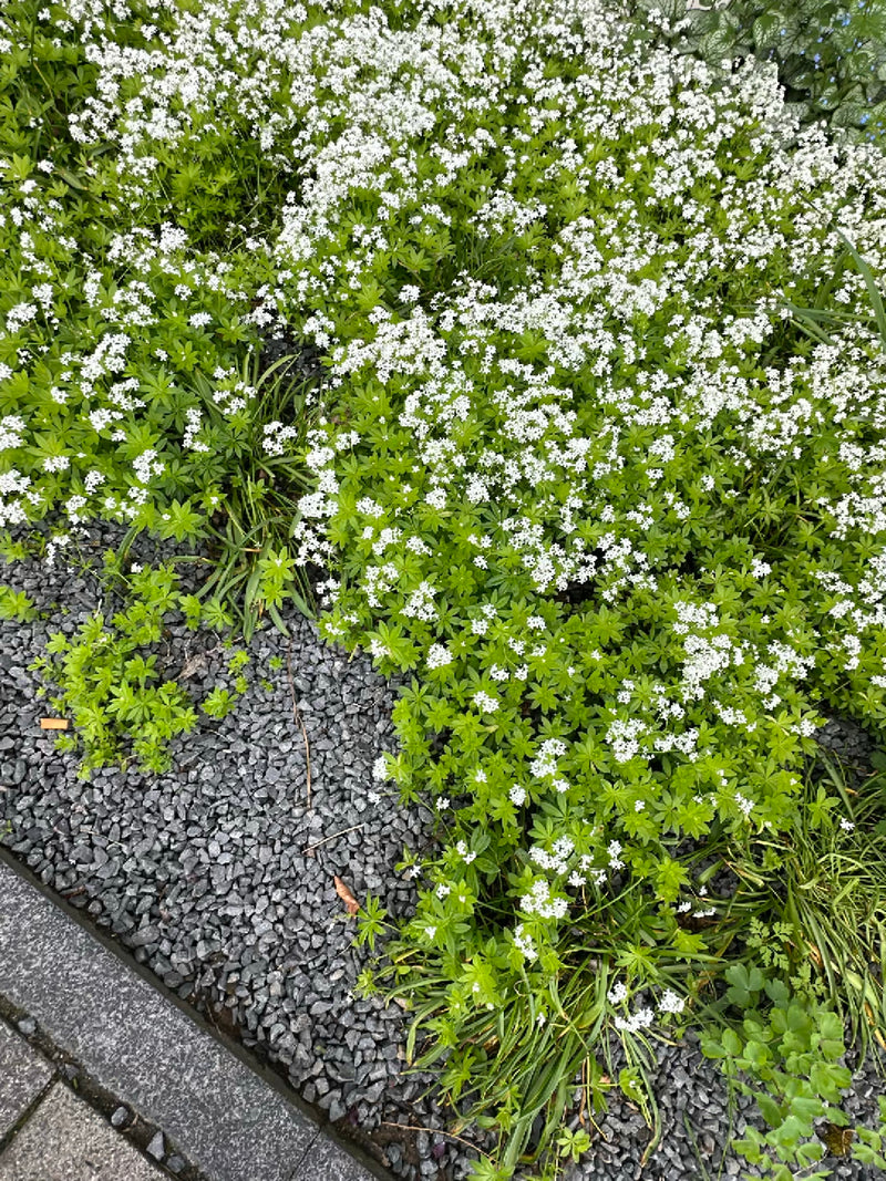 Waldmeister — Bild 4