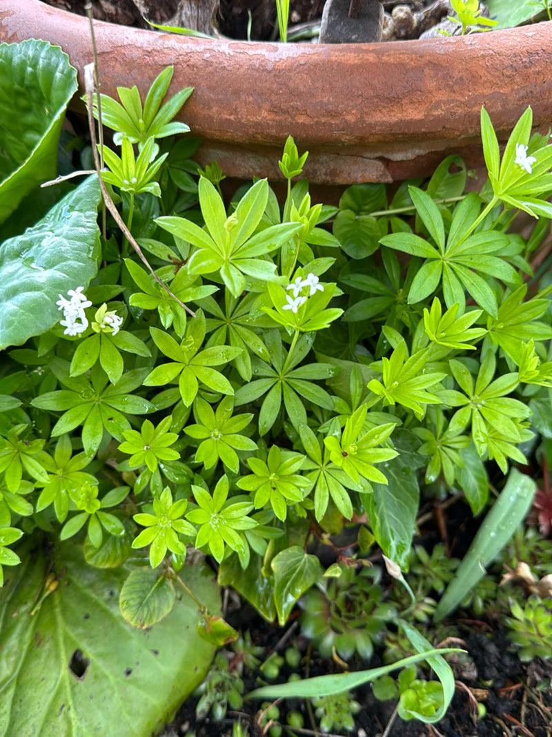 Waldmeister — Bild 2