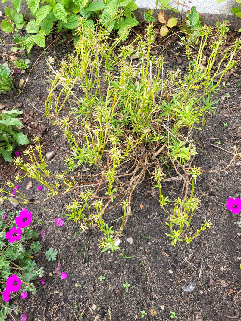 Waldmeister — Bild 1